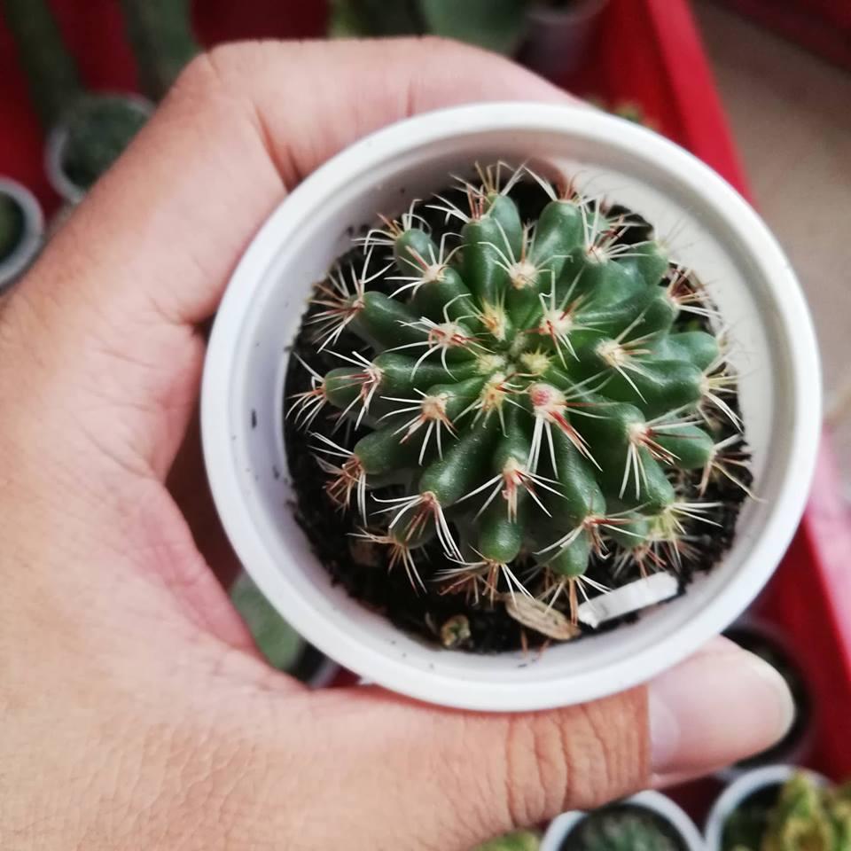 Cây xương rồng móc câu đổi màu