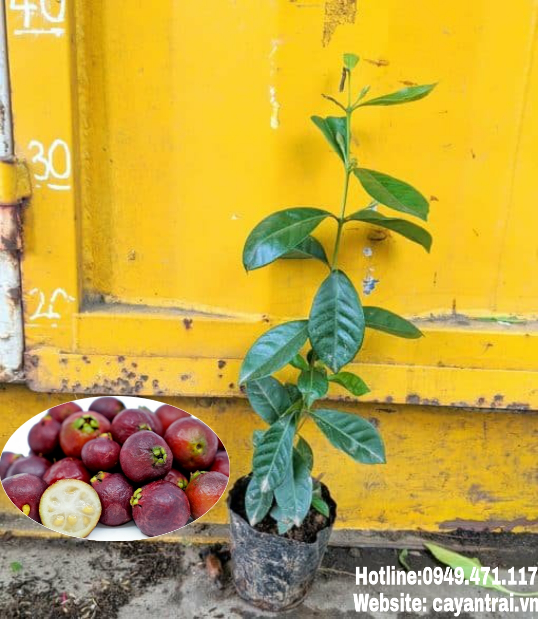 Cây Ổi Dâu Tây Nhật