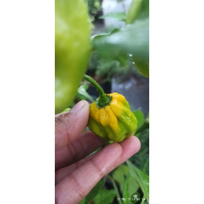 MA300 GÓI 5 HẠT ỚT HABANERO VÀNG ( LEMON HABANERO)