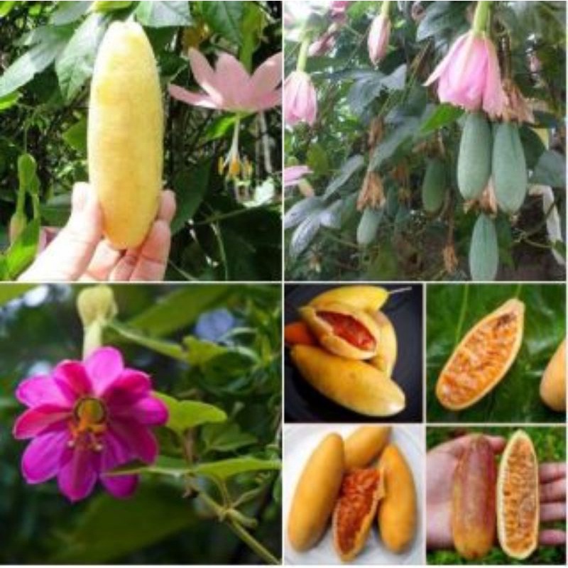CÂY GIỐNG CHANH LEO CHUỐI (GHÉP SIÊU SỚM) (cây giống có bảo hành )