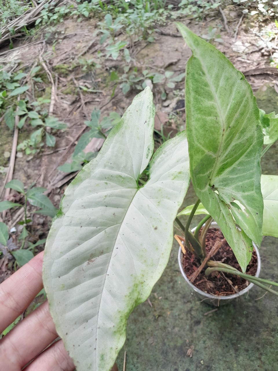 Trầu Bà Trắng ( trồng đất hay thủy sinh đều được)