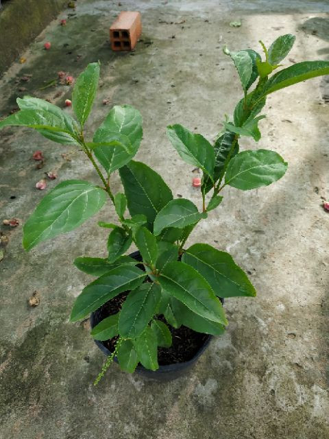 Cây giống Lài Thơm Thái - CayGiongTot