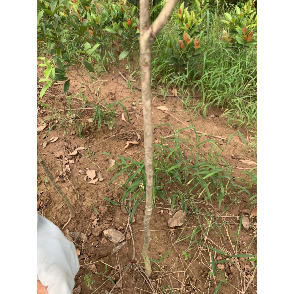Cây mộc hương ta cao 1m2 thoát thân 80cm