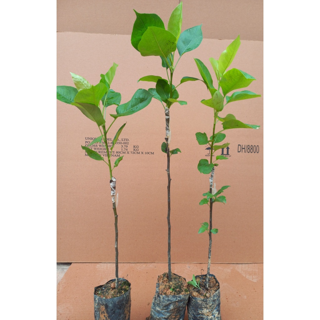 cây giống LÊ ĐỎ NAM PHI cây ghép