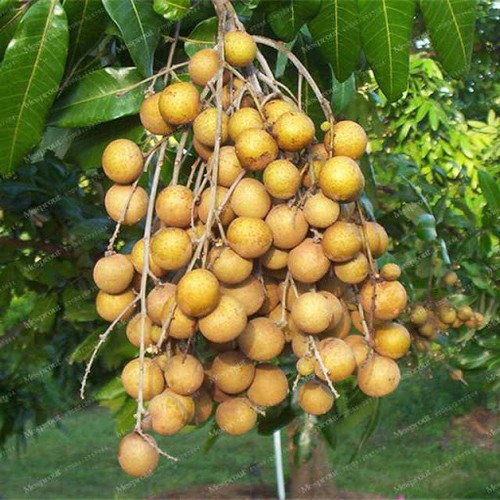 ( Cây ăn quả)NHÃN LỒNG SỚM