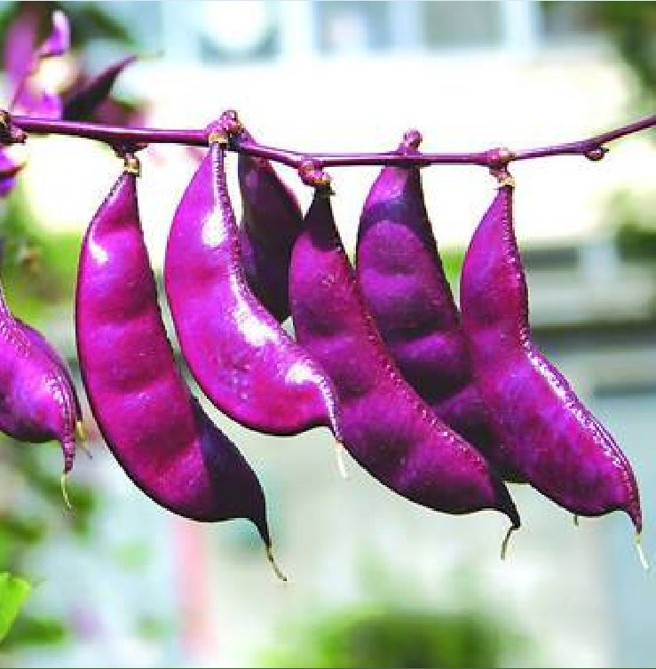 Hạt Giống Đậu Ván Tím - Gói 5 hạt