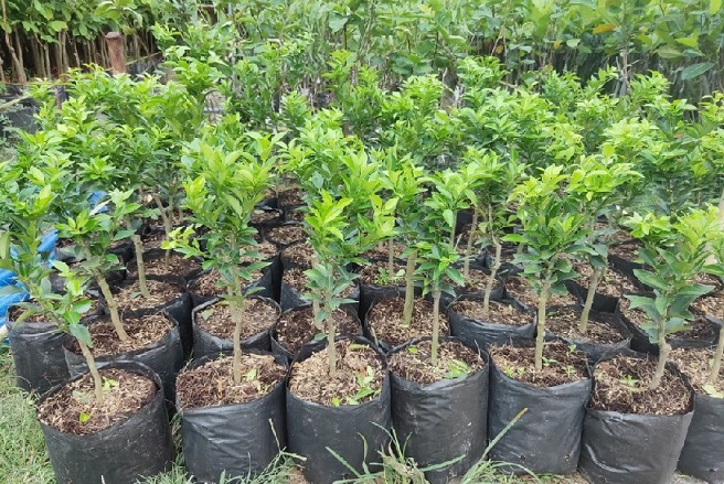 Cây Cam Nhật Lá Nhỏ Siêu Trái(cam kết giống chuẩn có bảo hành)