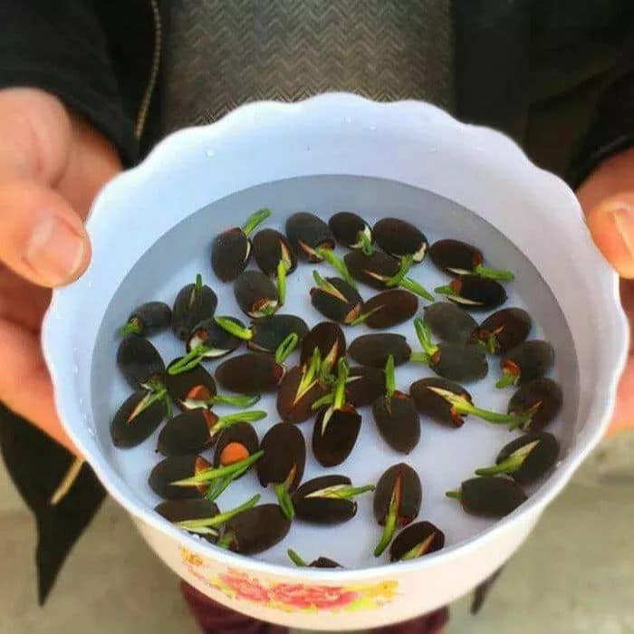 #Hạt giống sen mini Nhật Full màu