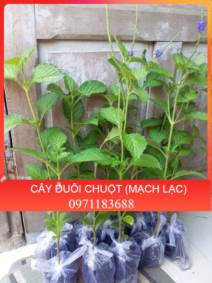 👉🌱🌱🌱👍 Combo 5 cây đuôi chuột hoa tím