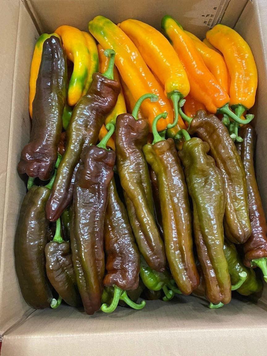 Ớt trái cây ngọt Sweet Palemo