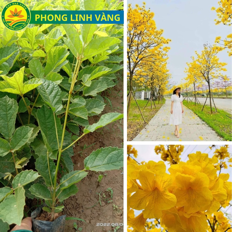 Cây giống phong linh vàng, muồng hoàng yến, giống cây công trình mang nhiều ý nghĩa phong thủy, mang tài lộc đến cho gia chủ