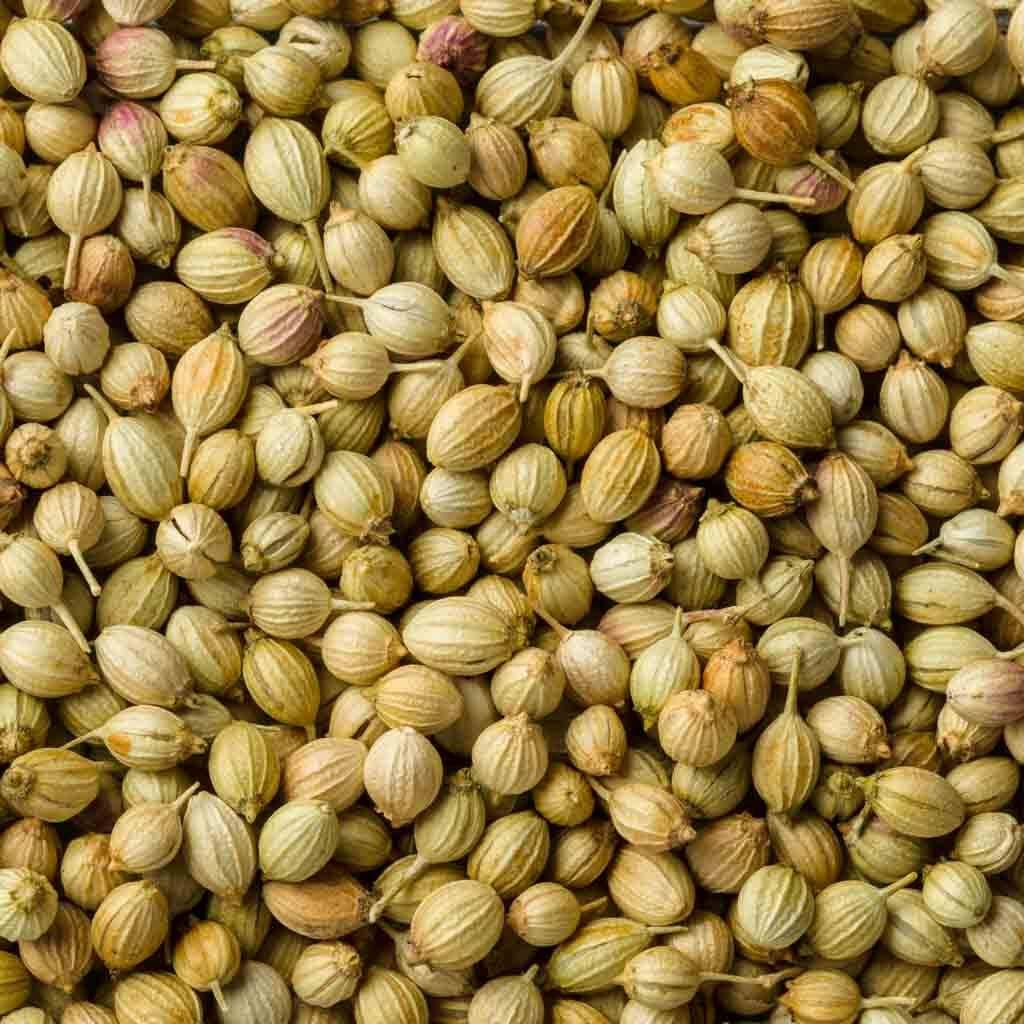Coriander Seeds - Hạt rau Mùi khô ( 200g)