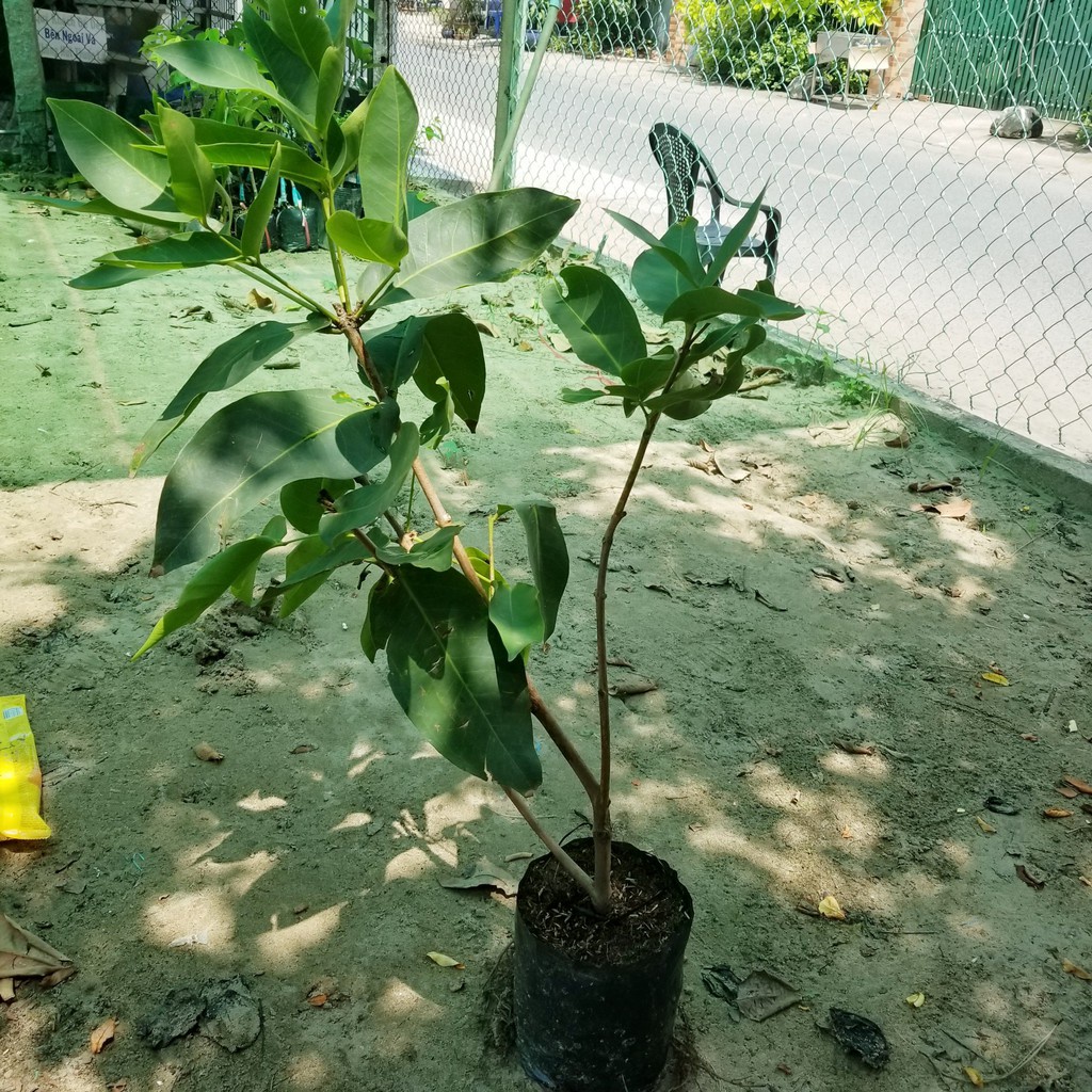 Giống Mận Xanh Đường Cây Khỏe(CÂY GIỐNG NGỌC HIẾU)