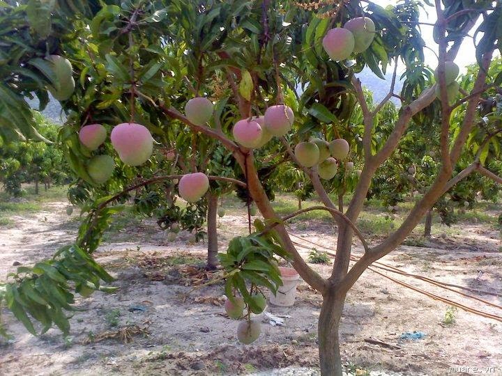 Cây giống xoài tím
