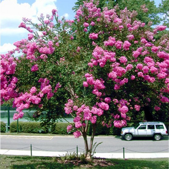 Cây hoa tường vi cao 50-60 cm (ảnh thật) hoa nở quanh năm