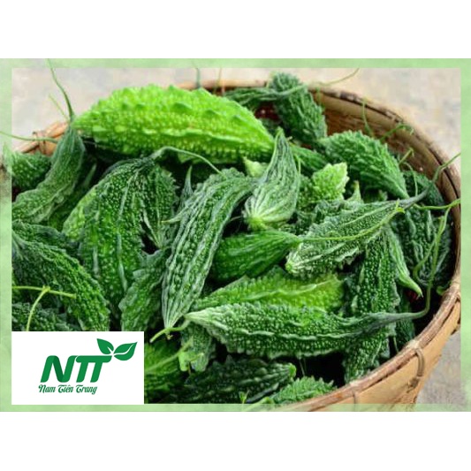 Hạt giống Khổ Qua Rừng