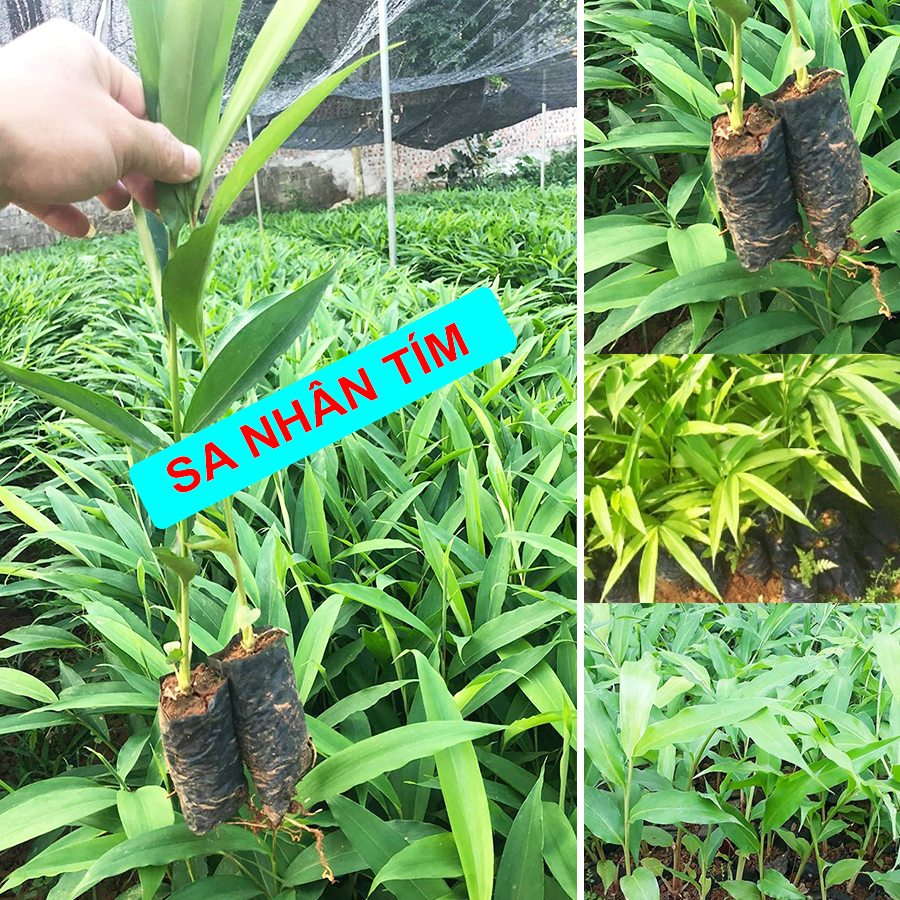 [Cây dược liệu] Cây giống Sa Nhân Tím