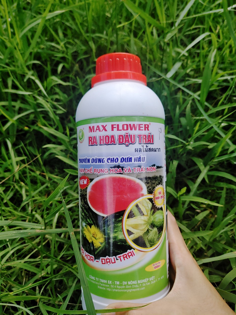 Siêu Ra Hoa Đậu Trái Dưa Hấu