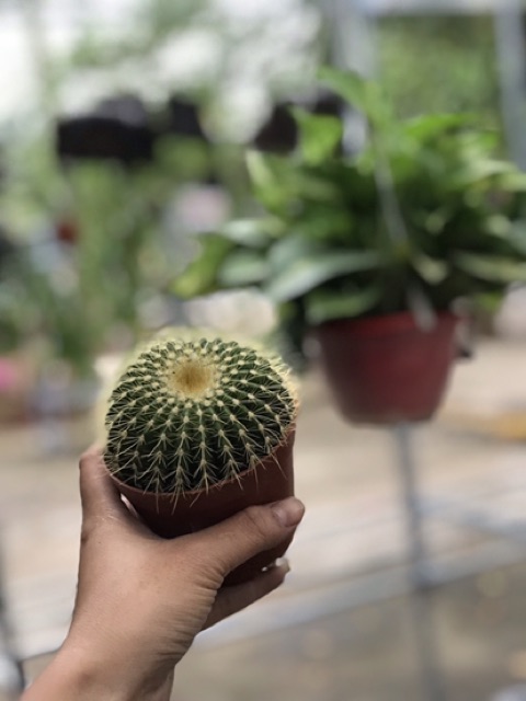 Cây Xương Rồng Bóng Vàng Size 8Cm