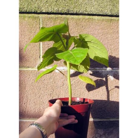 Cây cà chua thân gỗ (có bảo hành được kiểm tra hàng)