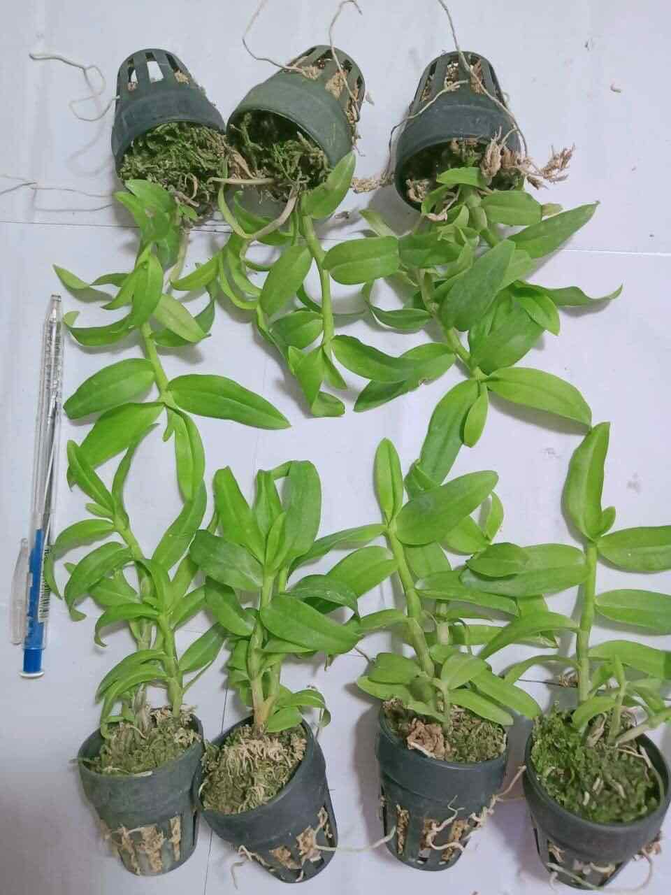 Lan Phi Điệp 5 CT Phú Thọ Cây 7CM