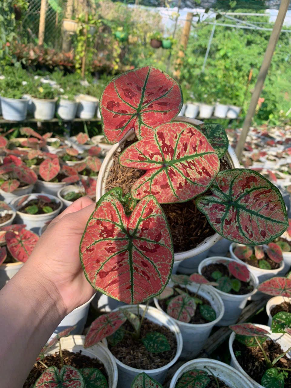 Cây giống Môn Dâu Tây Đỏ - Red Strawberry Caladium