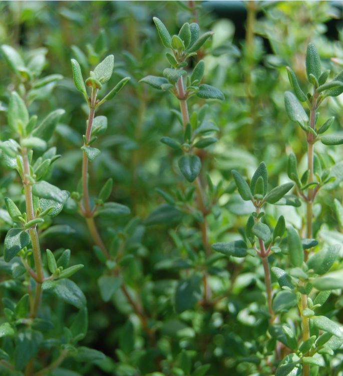Thyme Seeds - 100 Seeds/Package
