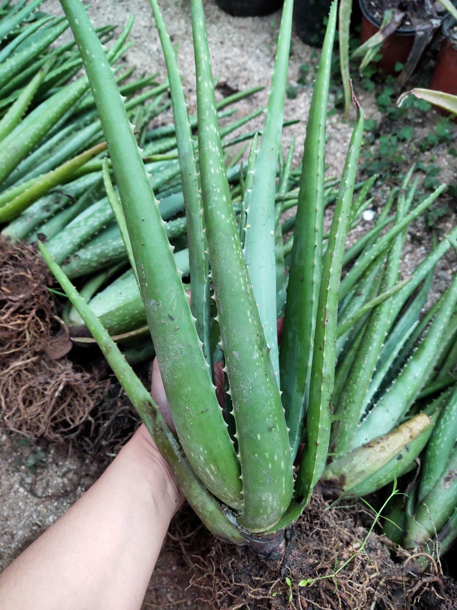 5 Cây nha đam mỹ bẹ siêu to đẹp