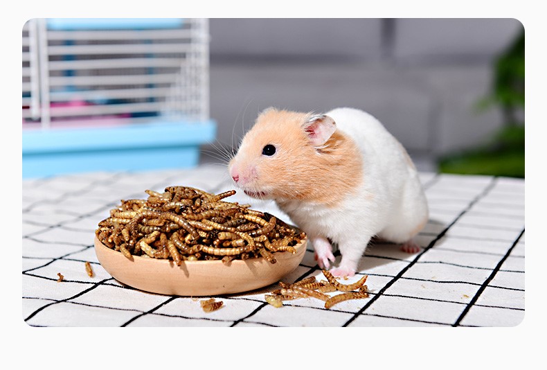 sâu Super worm size trung dành cho hamster , chim, nhím,.. - T3 PETS SHOP