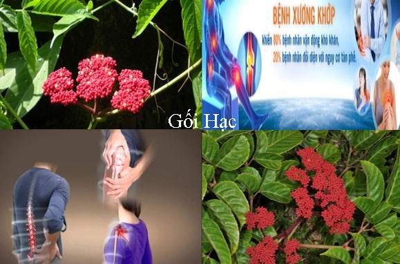 1kg cây gối hạc khô trị đau nhức xương khớp GT173