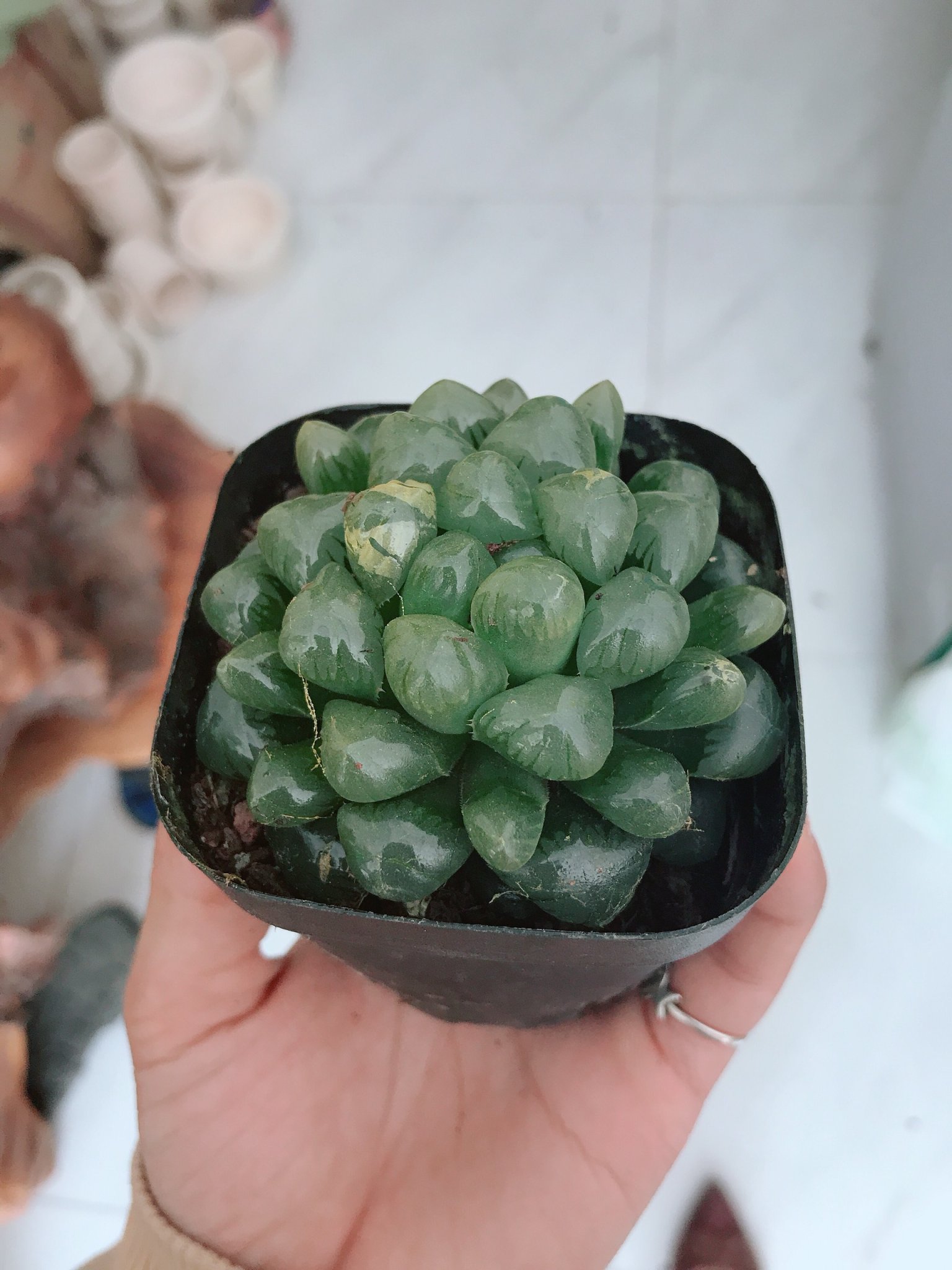 Sen Đá Kim Cương Cooperi Xanh