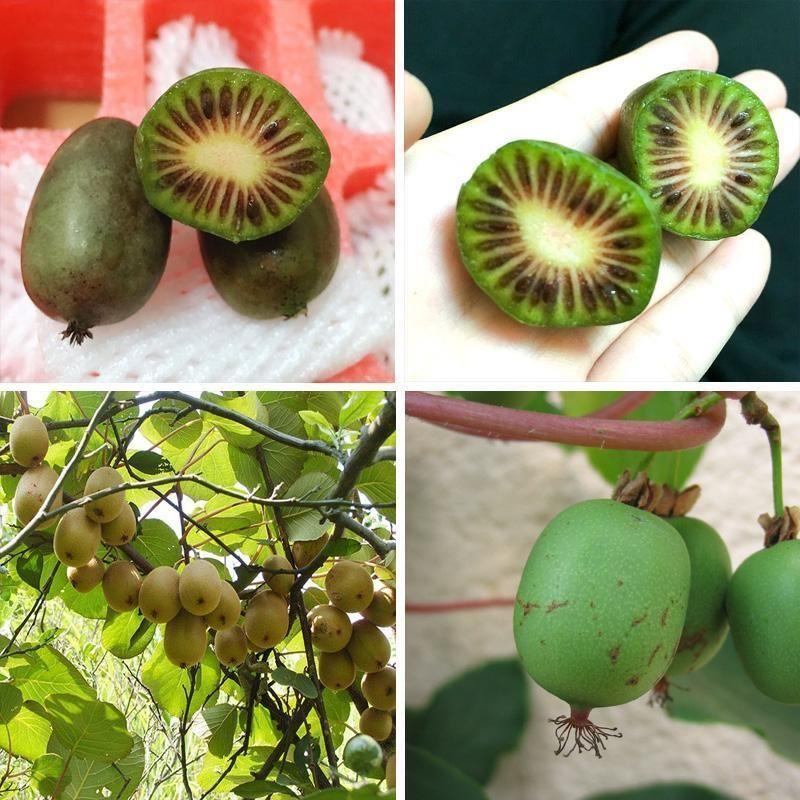 Sale Combo 3 gói Hạt giống kiwi