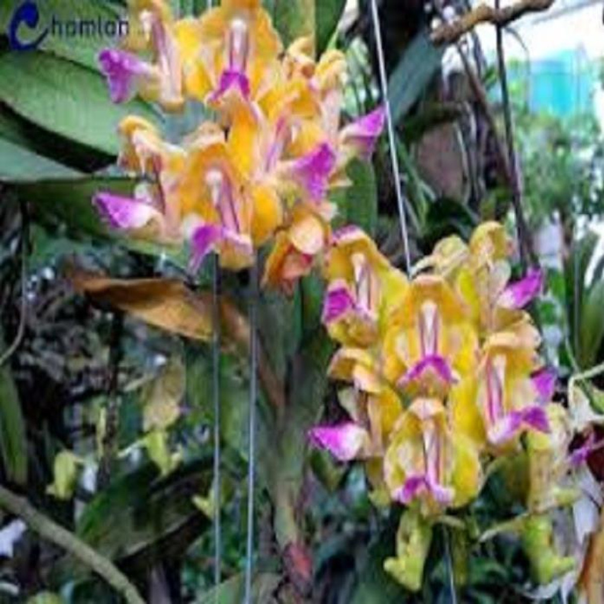 Hoa lan giáng hương hoàng nhạn tháng 4 ( cây to 45cm)