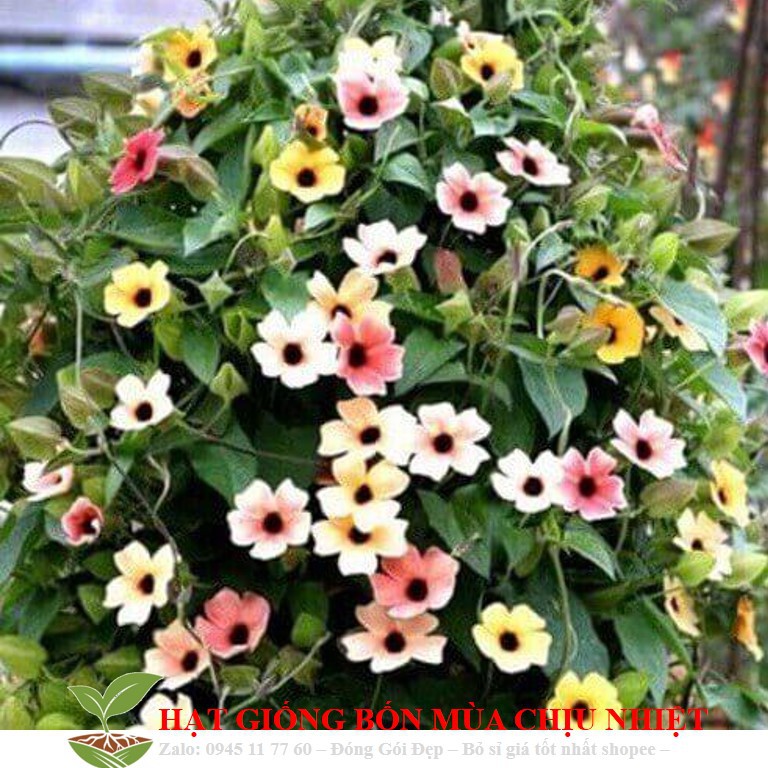 MJ101 Hạt giống hoa Ánh Dương (mắt huyền) 4 Hạt