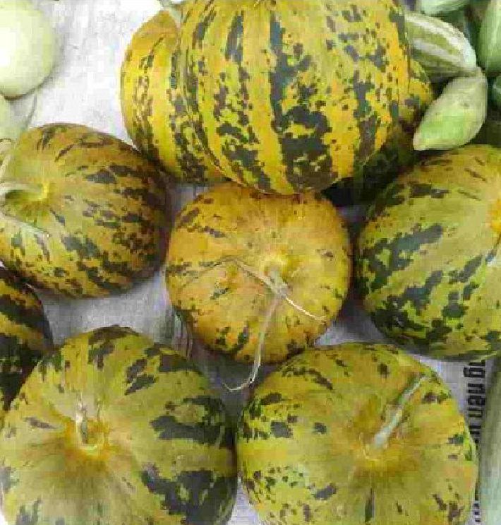 Hạt Giống Dưa Bở Thơm Cao Sản - ( Gói 30 Hạt )