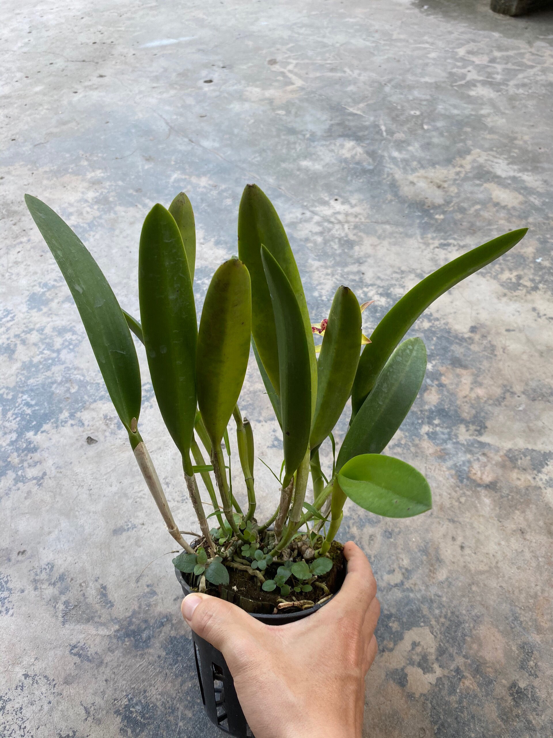 Yellow Brass Orchids with Red Tongues and Fragrant Pots Thanh