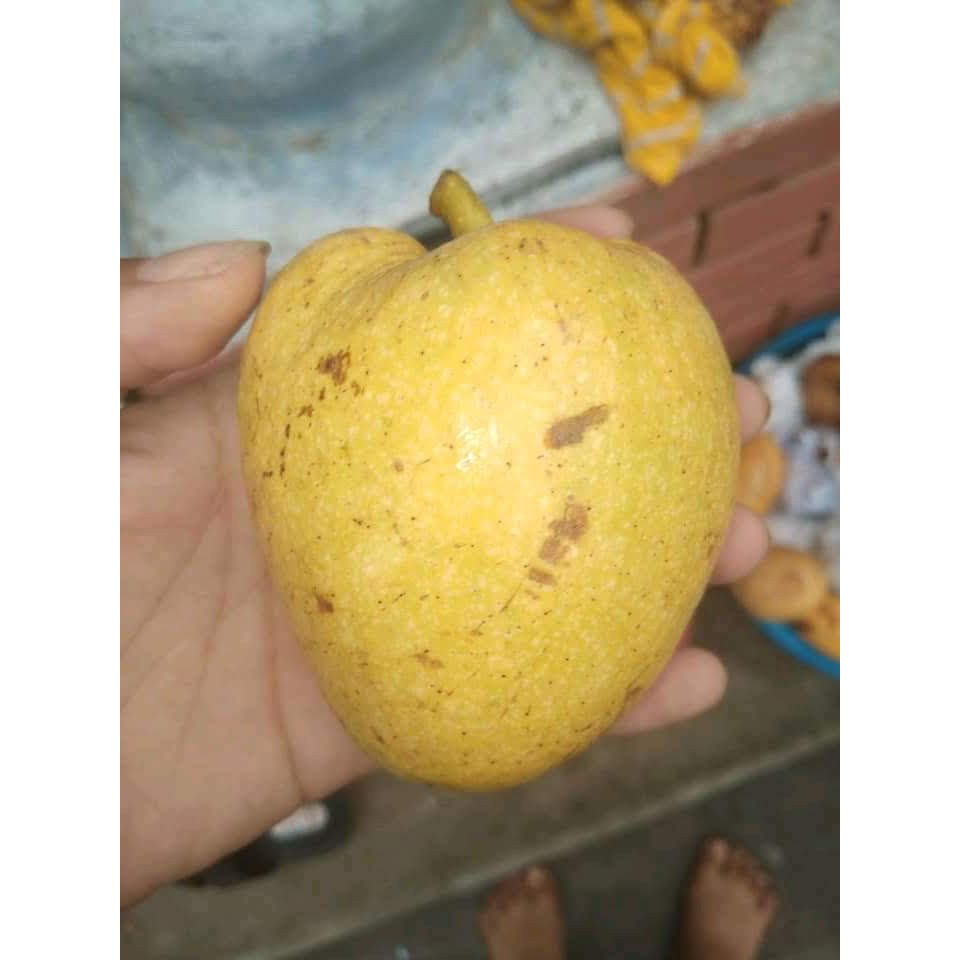 Bình bát khô (1kg thân + 1kg lá)