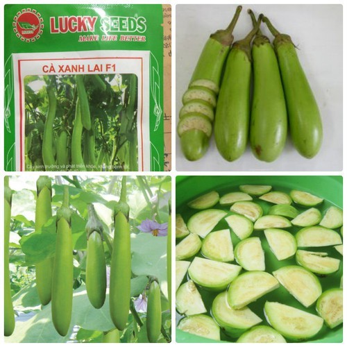Hạt giống cà xanh lai cao sản - gói 2gram(400 hạt)