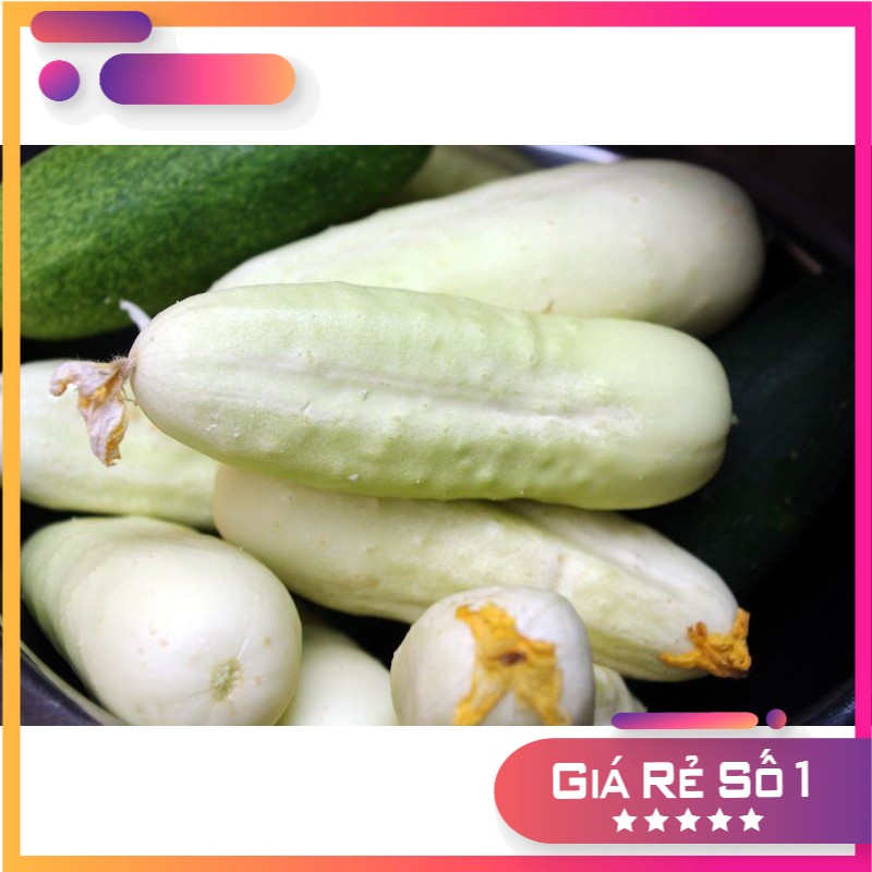 80H - Hạt giống dưa chuột Trắng nếp