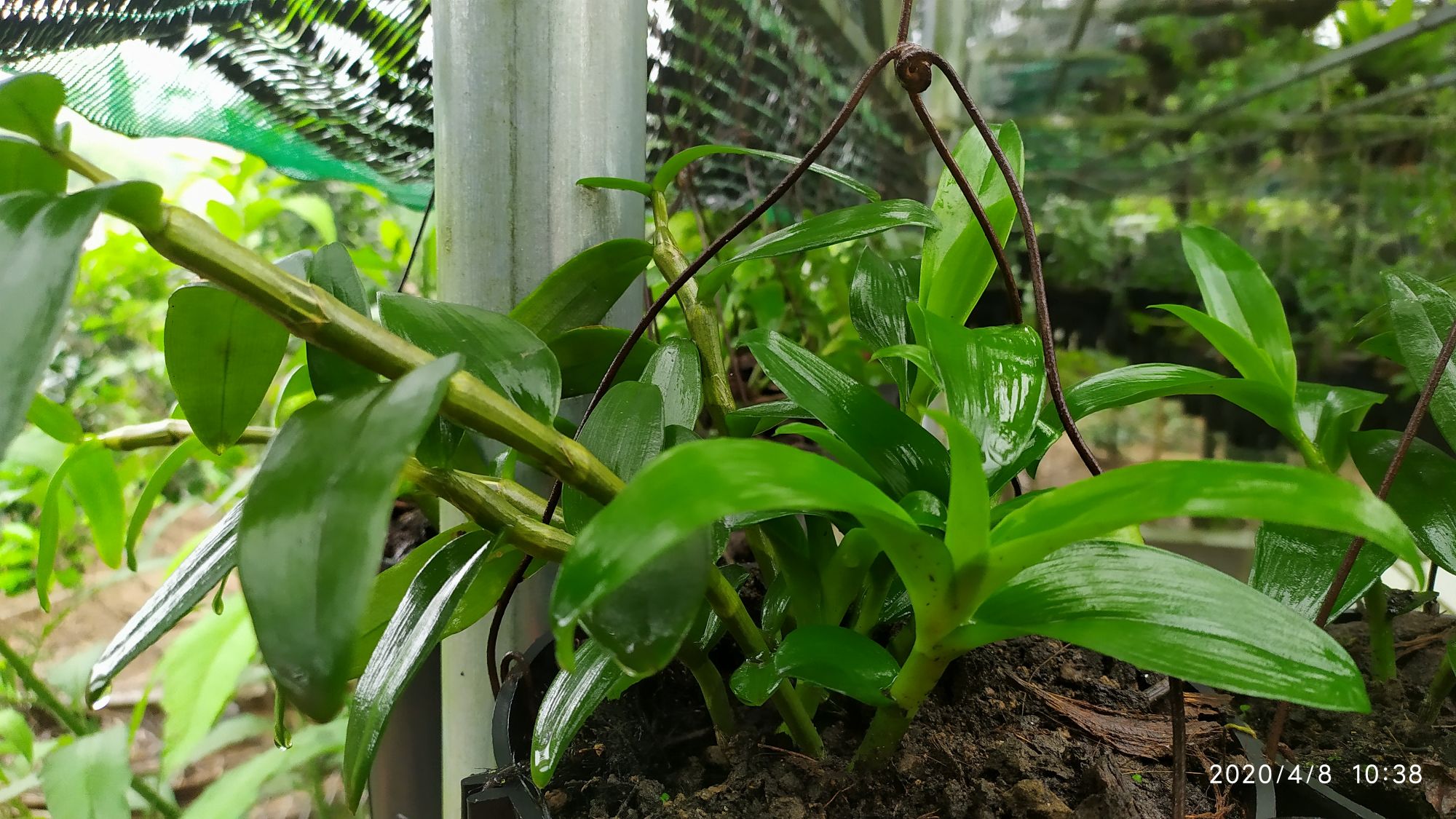 Chậu hoa lan Phi Điệp tím Hòa Bình, 2 năm tuổi