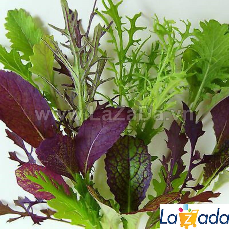 100GR 53K.HẠT Hạt Giống Cải Mù Tạt Cải Cay Baby Mix (| C49*V51)