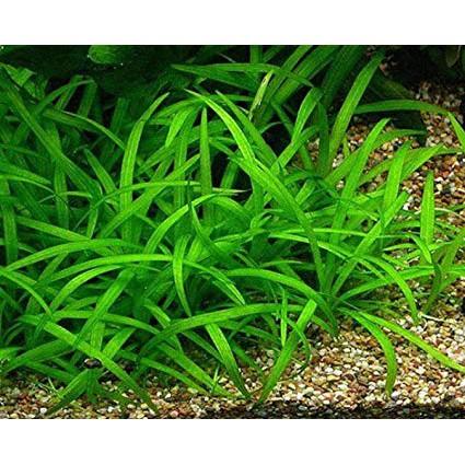CỎ THÌA TIỂU - Dwarf Sagittaria (8 cây)