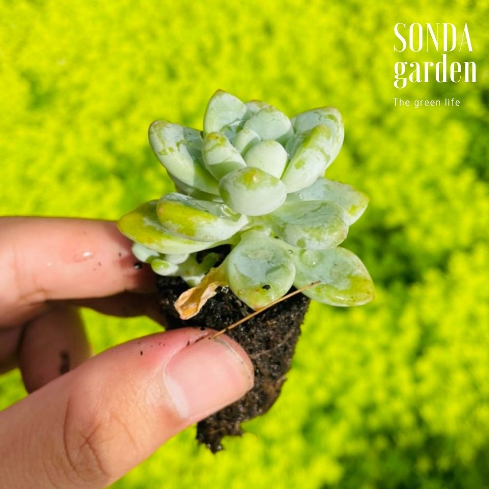 SEN ĐÁ SỎI THIÊN THANH SIZE MINI SIÊU CUTE LỖI 1 ĐỔI 1