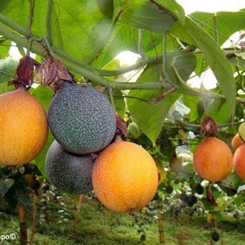 Hạt Giống Chanh Leo Ngọt Colombia . Túi 10 Hạt- Dinh Dưỡng Cao - Dễ Trồng.