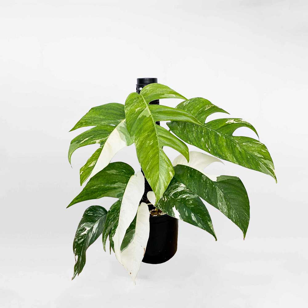 Trầu Bà Lá Xẻ Var (Pinnatum Albo)