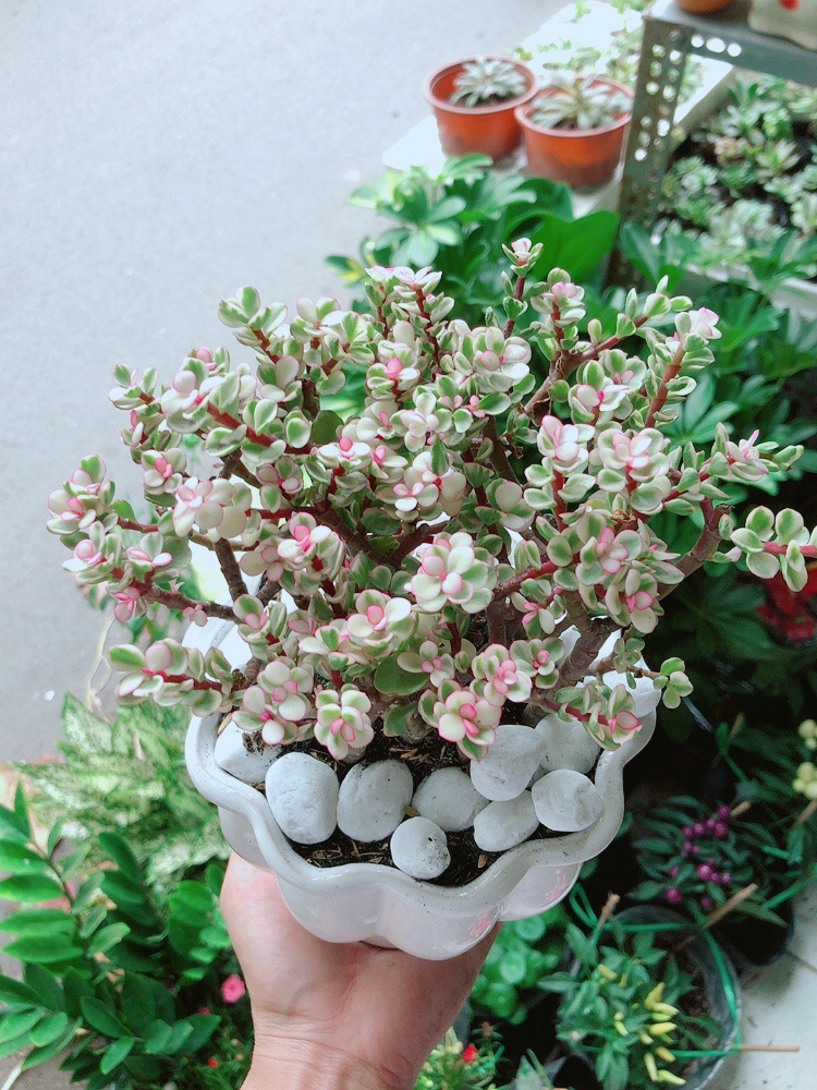 [HCM]Chậu Cây Cành Vàng Lá Ngọc