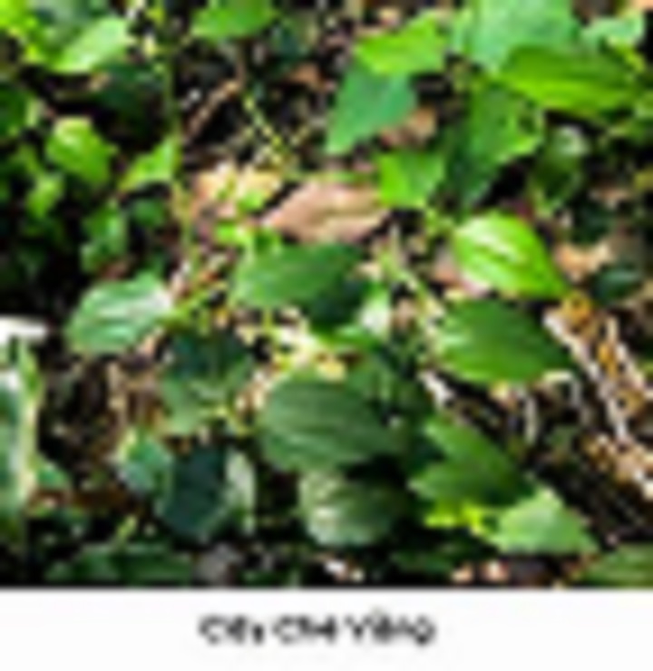 CHẬU CÂY GIỐNG CÂY CHÈ VẰNG LÁ SẺ