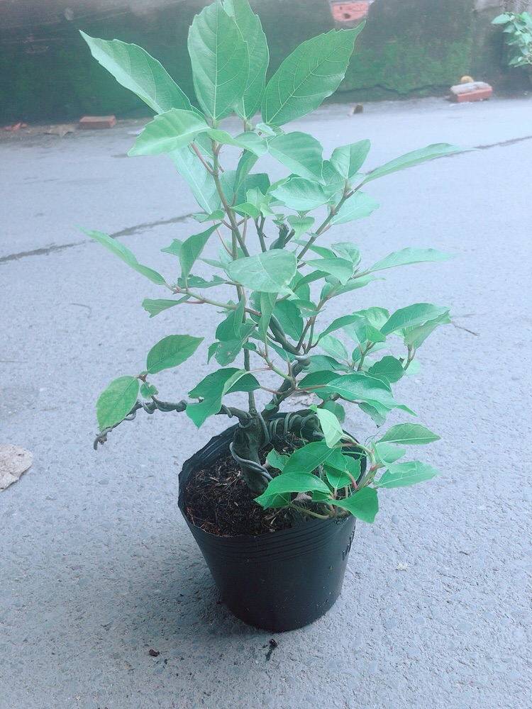 Cây Sung Bonsai