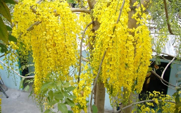 Cassia fistula seed