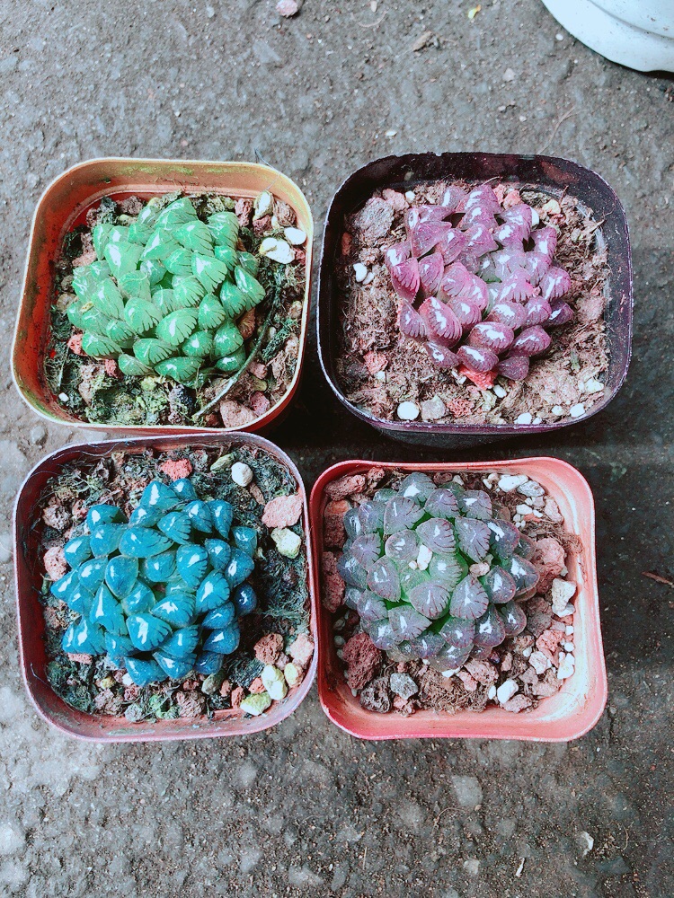 Kim Cương (Copi) 60k/cây